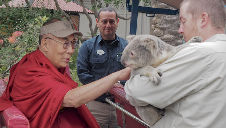 Его Святейшество Далай-лама гладит коалу во время визита в городской зоопарк Сан-Диего. Фото: Джереми Рассел (офис ЕСДЛ)